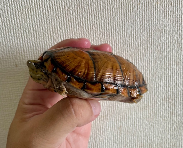 スジクビヒメニオイガメ（甲長９ｃｍ）メス