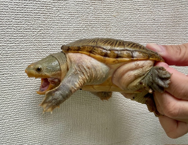 ハラガケガメ（甲長１１ｃｍ）オス