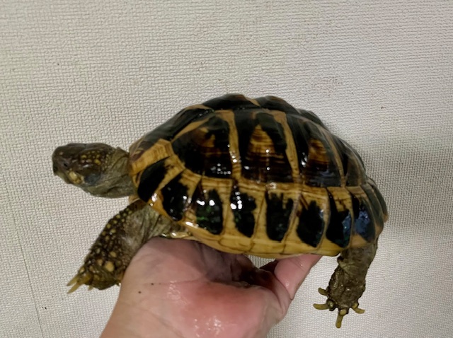 ニシヘルマンリクガメ　アダルト　ペア
