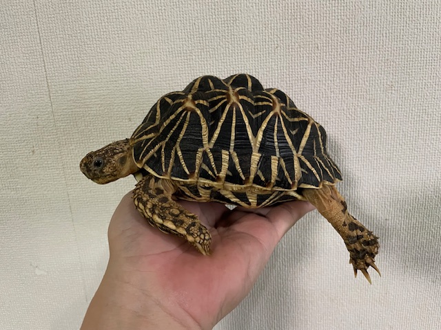 インドホシガメ　アダルトペア