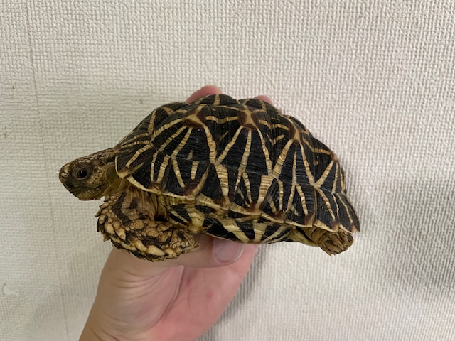 インドホシガメ　アダルトペア