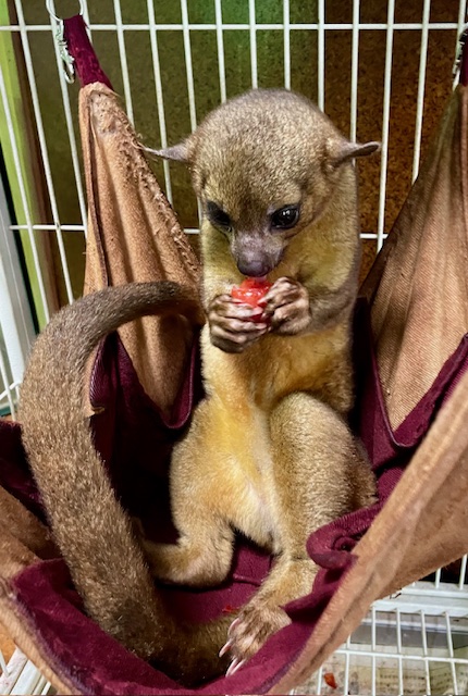 キンカジュー　メス