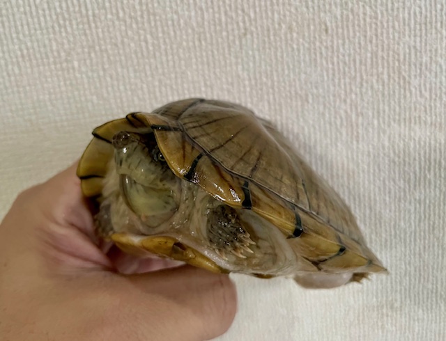カブトニオイガメ（甲長１１．５ｃｍ）オス