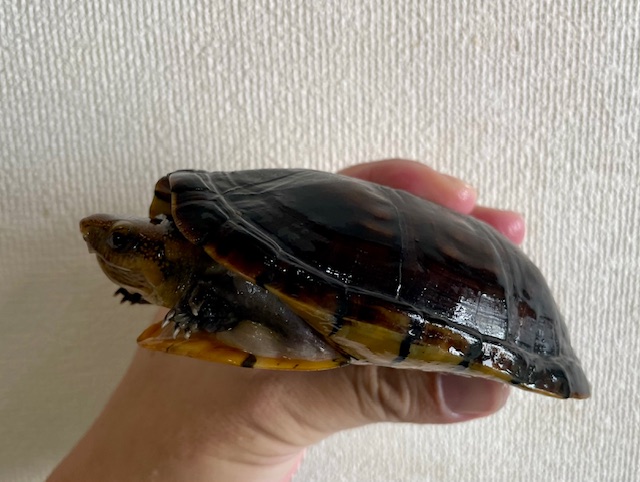 ミナミシロクチドロガメ（甲長１２ｃｍ）オス