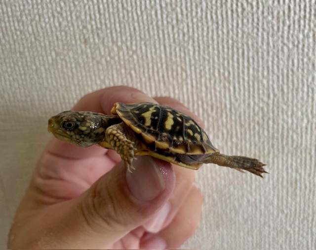 キタニシキハコガメ（甲長４ｃｍ）tsdメス