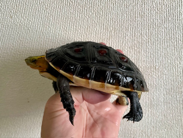 チュウゴクセマルハコガメ（甲長１２ｃｍ）メス