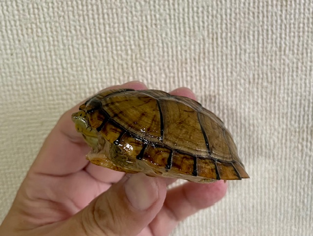 オオアタマヒメニオイガメ（甲長７ｃｍ）メス