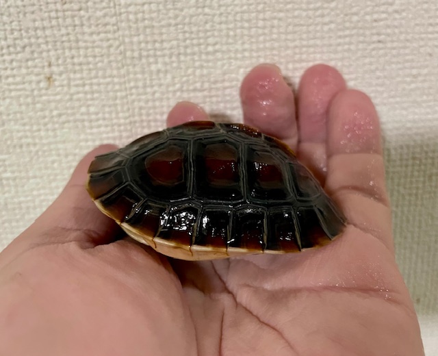 チュウゴクセマルハコガメ（甲長７ｃｍ）