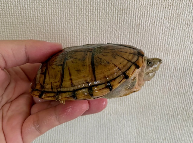 オオアタマヒメニオイガメ（甲長１０ｃｍ）メス