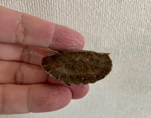 モリイシガメ　ベビー