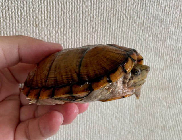 スジクビヒメニオイガメ（甲長９ｃｍ）メス