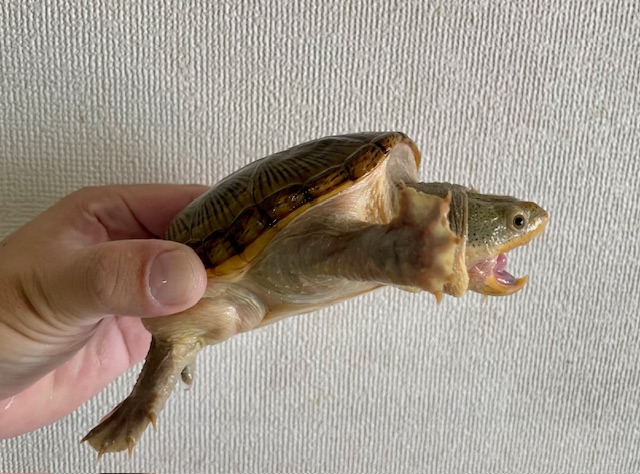 ハラガケガメ（甲長１１ｃｍ）オス