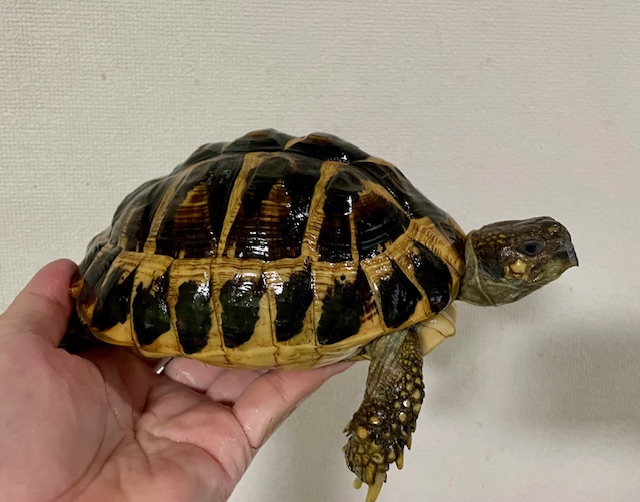 ニシヘルマンリクガメ　アダルト　ペア