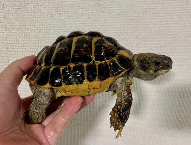 ニシヘルマンリクガメ　アダルト　ペア