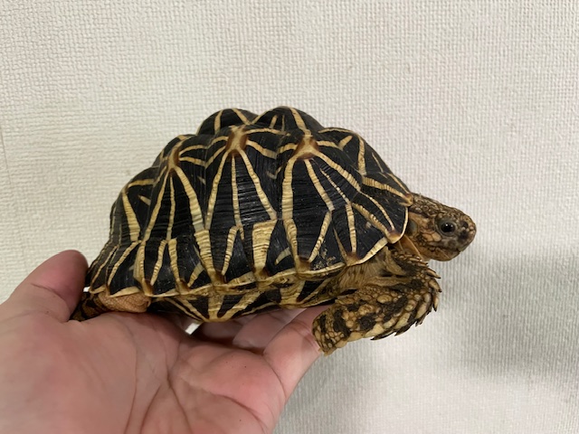 インドホシガメ　アダルトペア