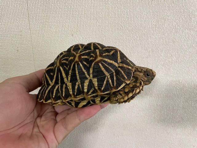 インドホシガメ　アダルトペア