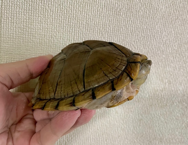 カブトニオイガメ（甲長１１．５ｃｍ）オス