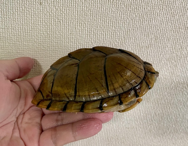 カブトニオイガメ（甲長１２ｃｍ）オス