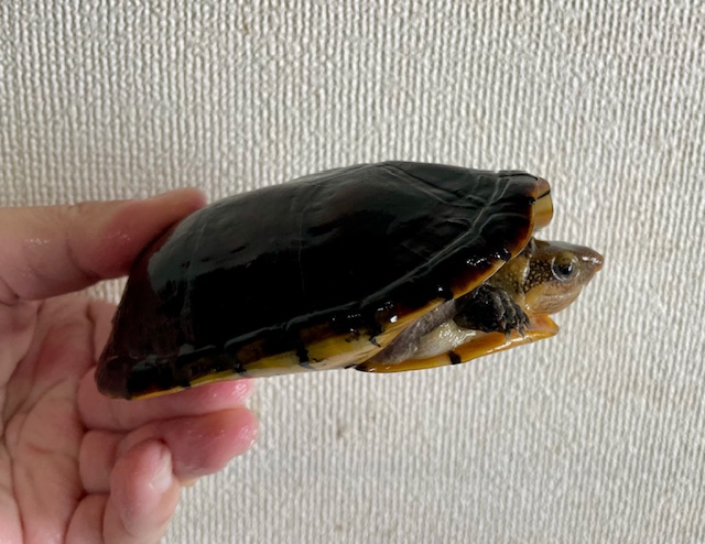 ミナミシロクチドロガメ（甲長１２ｃｍ）オス