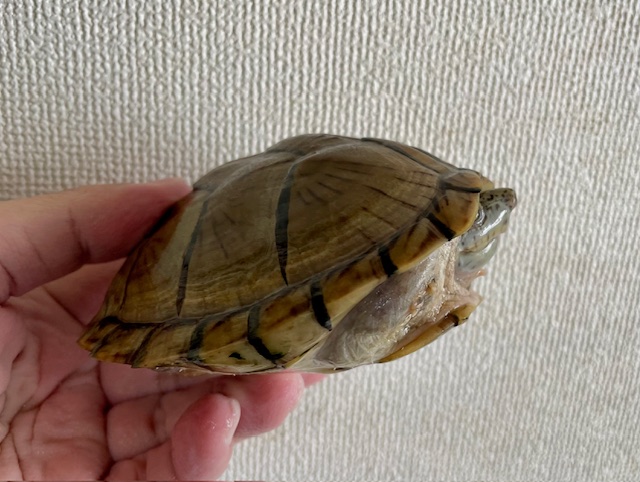 カブトニオイガメ（甲長１１ｃｍ）メス