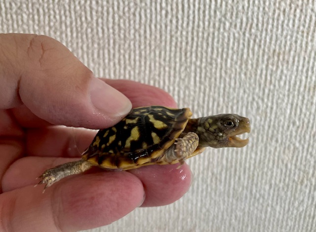 キタニシキハコガメ（甲長４ｃｍ）tsdメス