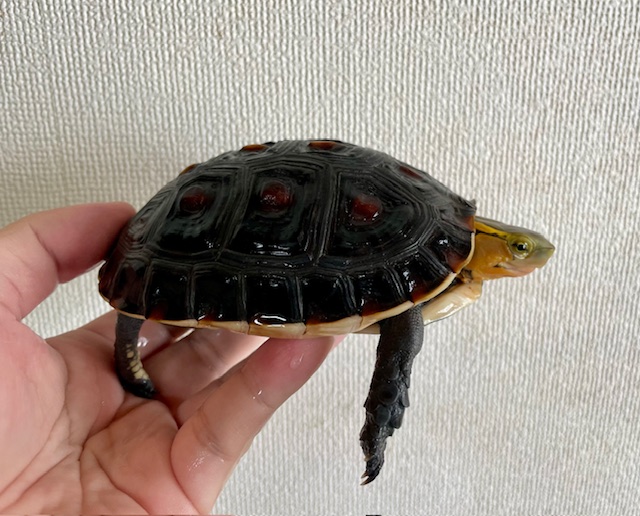 チュウゴクセマルハコガメ（甲長１２ｃｍ）メス