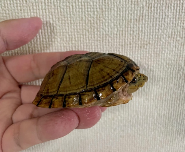 オオアタマヒメニオイガメ（甲長７ｃｍ）メス