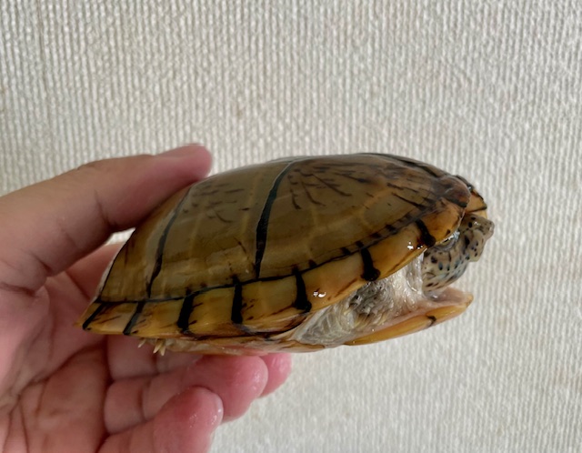オオアタマヒメニオイガメ（甲長１１ｃｍ）メス