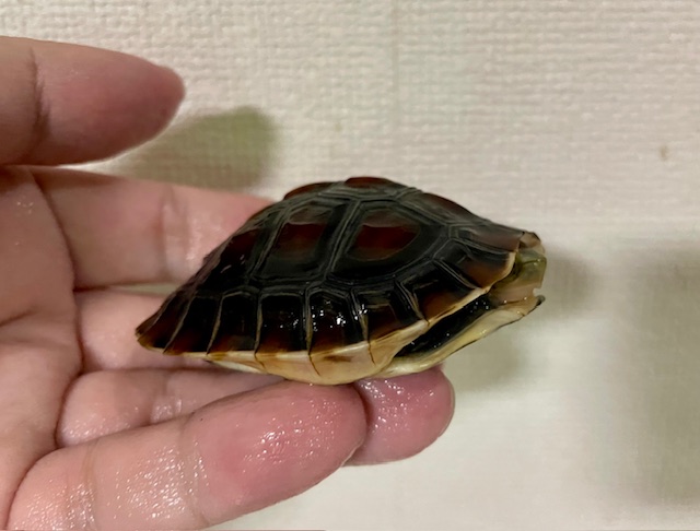 チュウゴクセマルハコガメ（甲長７ｃｍ）
