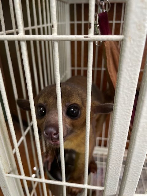 キンカジュー　メス