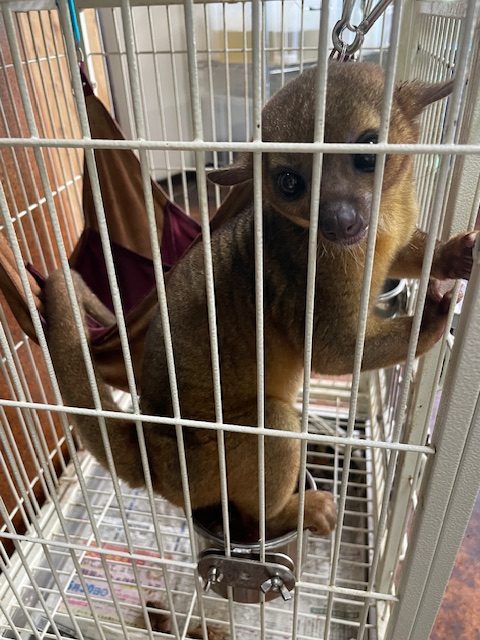 キンカジュー　メス