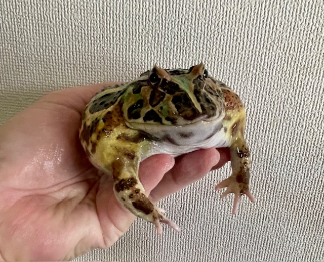 クランウェルツノガエル