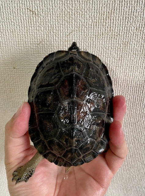 カンムリヤマガメ（甲長１０．５ｃｍ）