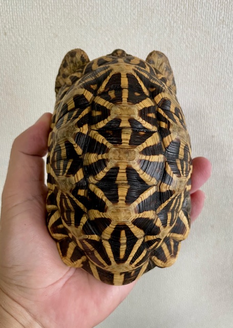 インドホシガメ　アダルトペア