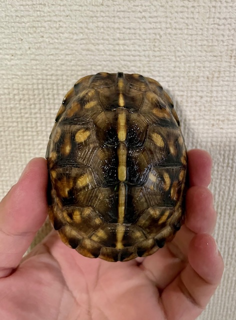 ブラックガルフコーストハコガメ（甲長８ｃｍ）