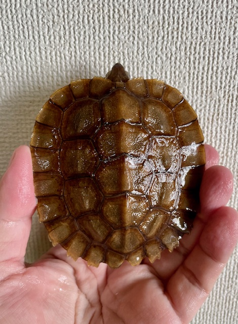 シロガオヤマガメ（甲長８．５ｃｍ）