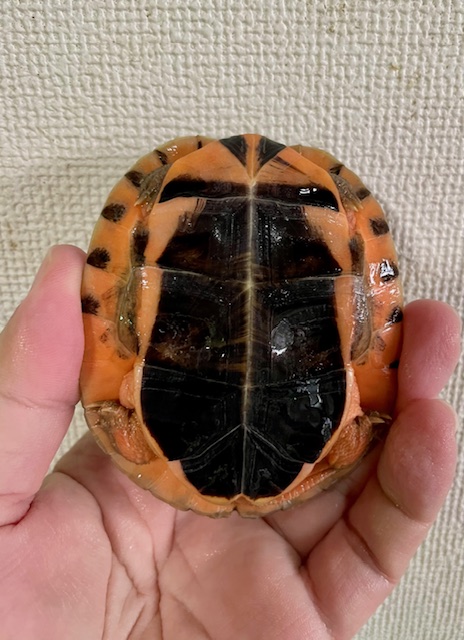 ミスジハコガメ（甲長８．５ｃｍ）