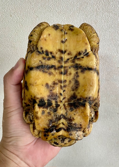 インドホシガメ　アダルトペア