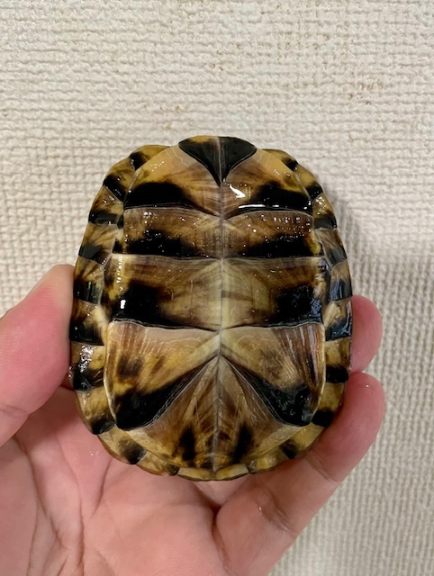 ブラックガルフコーストハコガメ（甲長８ｃｍ）