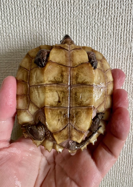 シロガオヤマガメ（甲長８．５ｃｍ）