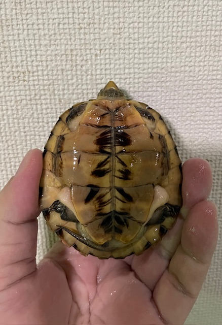 ヨツメイシガメ（甲長８ｃｍ）