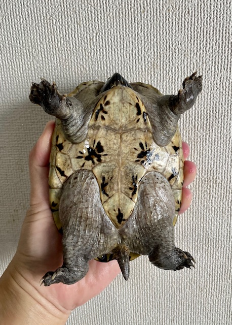 ジャイアントマスクタートル（甲長１４ｃｍ）メス