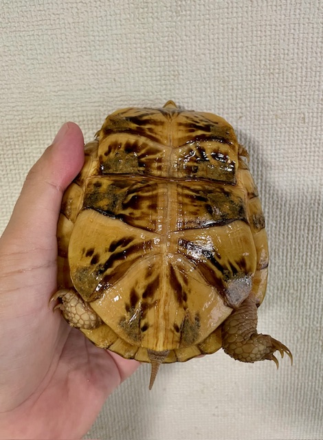 ミツユビハコガメ（甲長１２ｃｍ）メス　極美個体