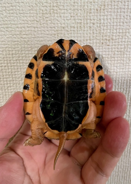 ミスジハコガメ（甲長７ｃｍ）