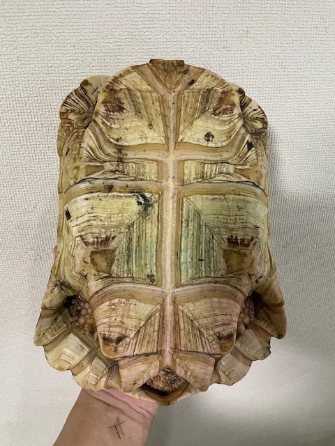 ホワイトナミビアヒョウモンガメ（甲長２４ｃｍ）オス