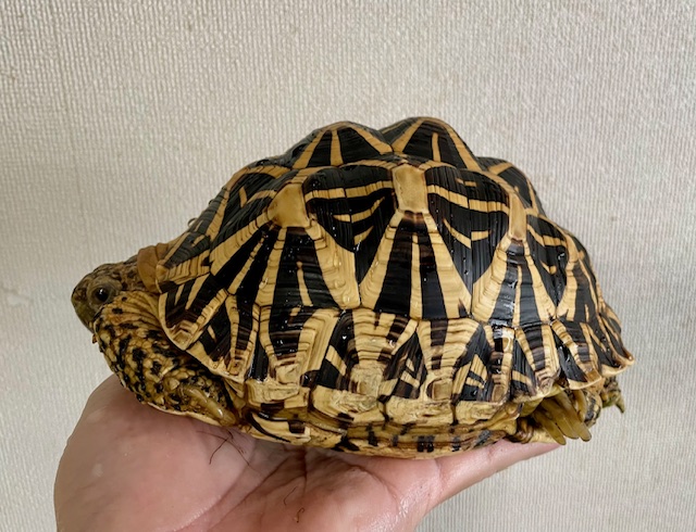 インドホシガメ　アダルトペア