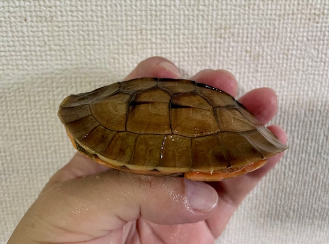 ミスジハコガメ（甲長８．５ｃｍ）