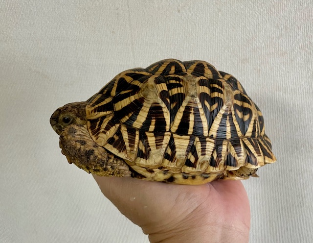インドホシガメ　アダルトペア