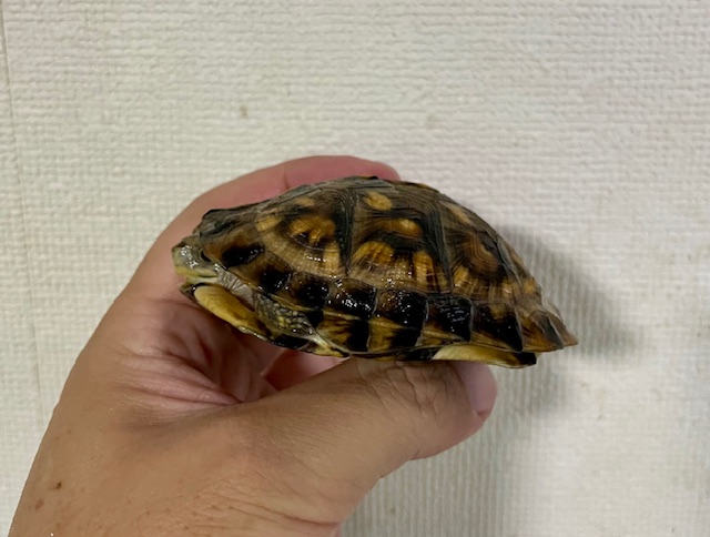 ブラックガルフコーストハコガメ（甲長８ｃｍ）