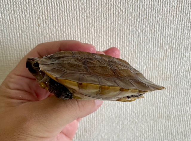 シロガオヤマガメ（甲長８．５ｃｍ）